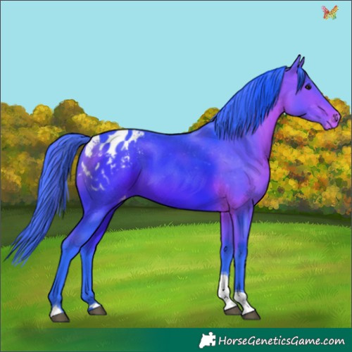 Horse Color:Watercolor Bay Tobiano Appaloosa 