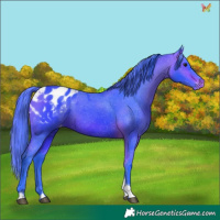 Horse Color:Watercolor Bay Tobiano Appaloosa 
