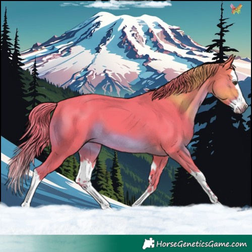 Horse Color:Watercolor Liver Chestnut Splash 