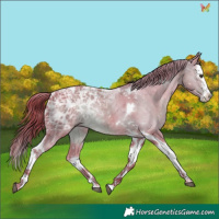Horse Color:Watercolor Liver Chestnut Ice Splash Tobiano Rabicano