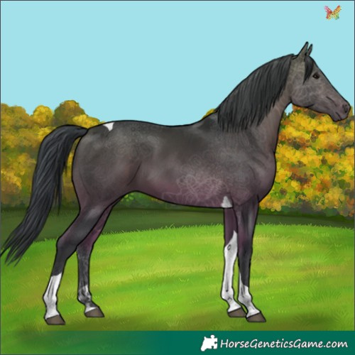 Horse Color:Bay Tobiano 