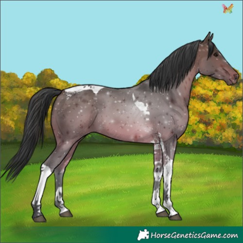 Horse Color:Bay Tobiano 