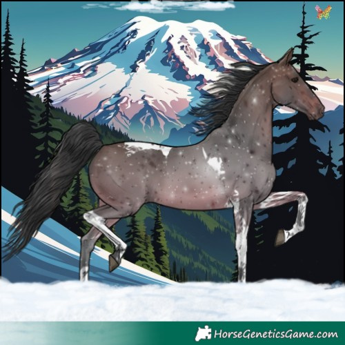 Horse Color:Bay Tobiano 