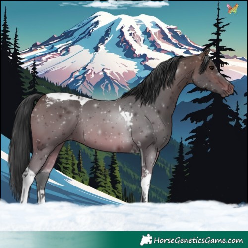 Horse Color:Bay Tobiano 