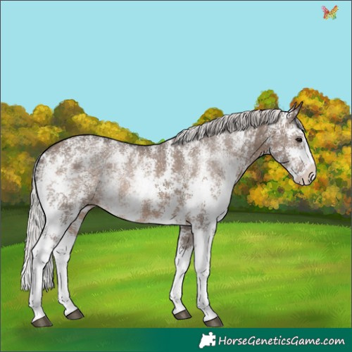 Horse Color:Silver Brown Dun Sabino 
