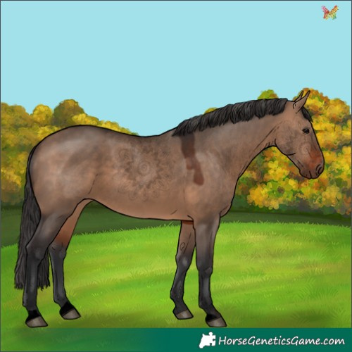 Horse Color:Void Brown Dun 