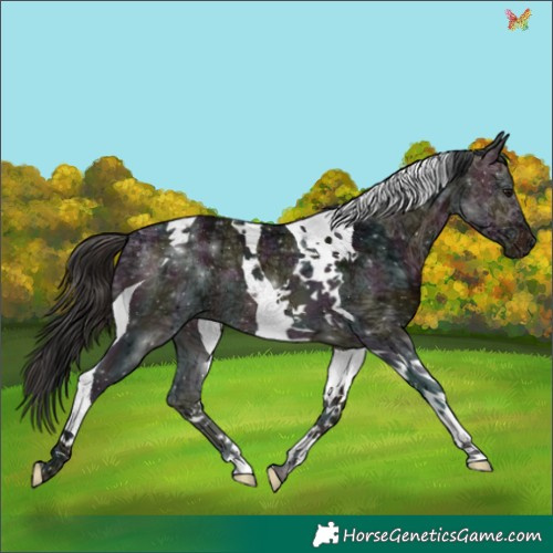 Horse Color:Midnight Bay Ice Tobiano 