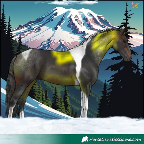 Horse Color:Brown Tobiano 