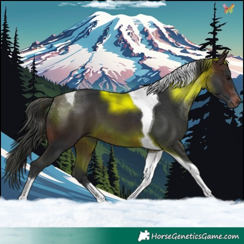 Horse Color:Brown Tobiano 