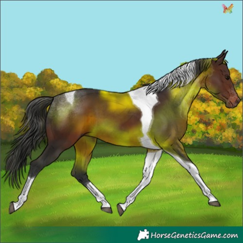 Horse Color:Brown Tobiano