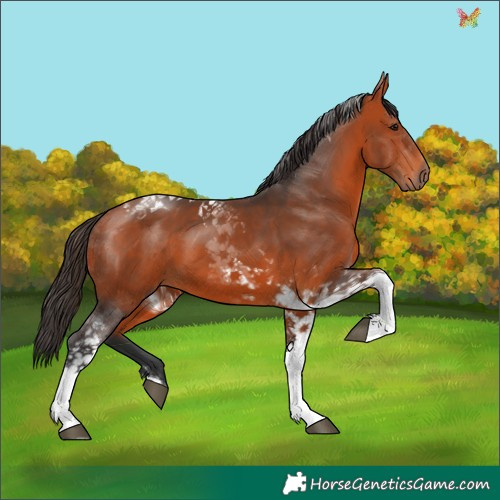Horse Color:Bay Tobiano
