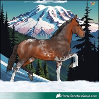 Horse Color:Bay Tobiano 