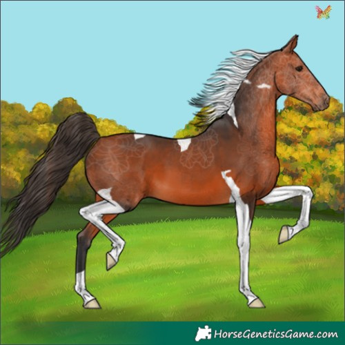 Horse Color:Bay Tobiano 