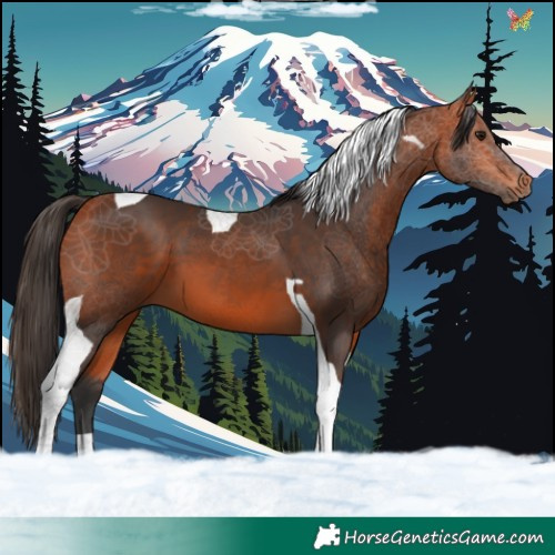 Horse Color:Bay Tobiano 