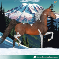 Horse Color:Bay Tobiano 