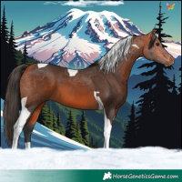 Horse Color:Bay Tobiano 