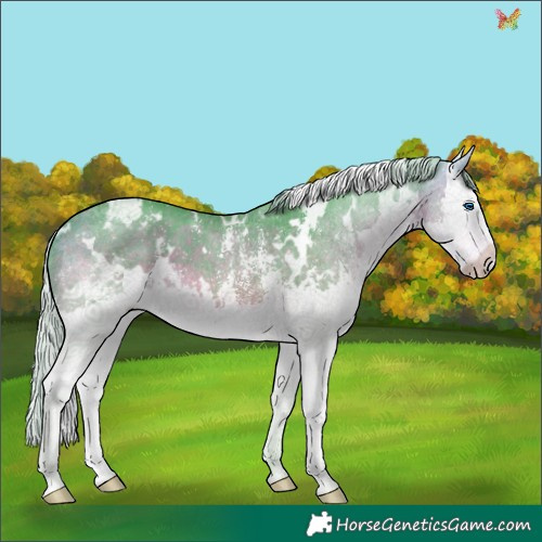 Horse Color:Watercolor White Spotted Silver Buckskin Sabino Splash 