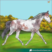 Horse Color:Watercolor Bay Splash Tobiano 