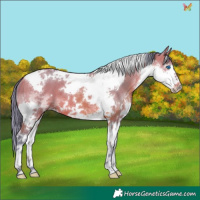 Horse Color:Watercolor Bay Splash Tobiano