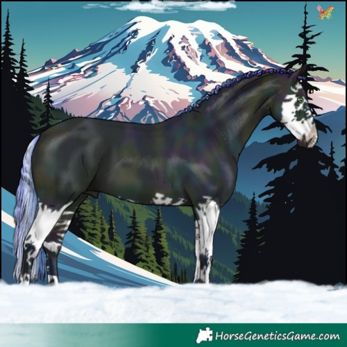 Horse Color:Watercolor Midnight Amber Cream Champagne Splash 