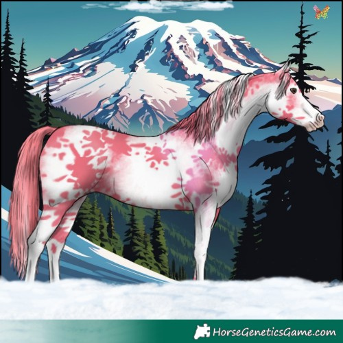 Horse Color:Watercolor White Spotted Liver Chestnut 