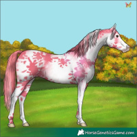 Horse Color:Watercolor White Spotted Liver Chestnut