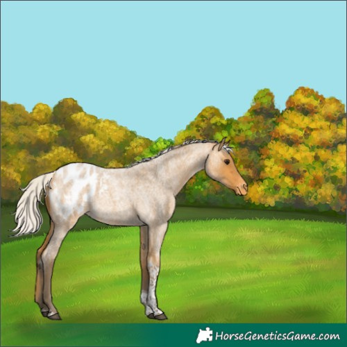 Horse Color:Silver Buckskin Roan Tobiano Appaloosa 