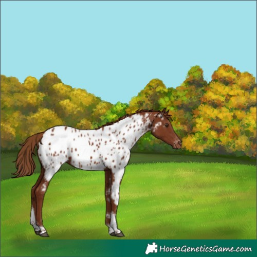 Horse Color:Chestnut Tobiano Near Leopard 