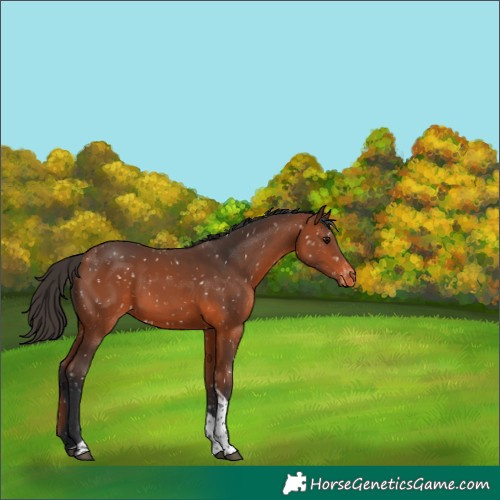 Horse Color:Bay Tobiano Appaloosa 