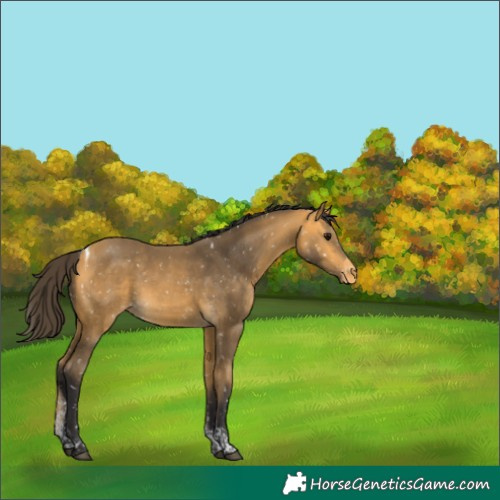 Horse Color:Buckskin Tobiano Appaloosa