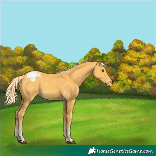 Horse Color:Palomino Tobiano Snowflake Varnish