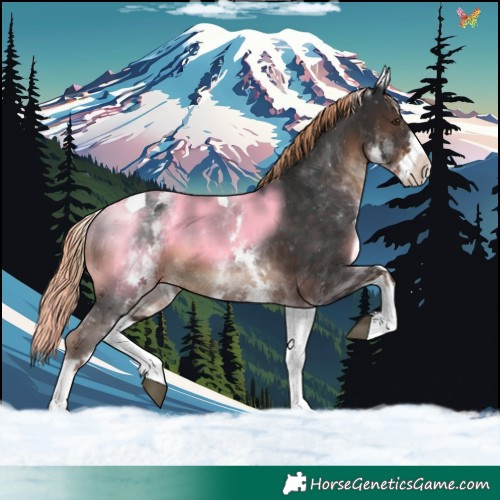 Horse Color:White Spotted Liver Chestnut Tobiano 