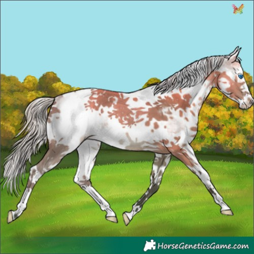 Horse Color:White Spotted Silver Brown Dun Splash Tobiano 