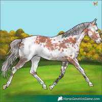 Horse Color:White Spotted Silver Brown Dun Splash Tobiano 