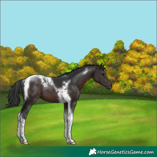 Horse Color:Brown Tobiano 