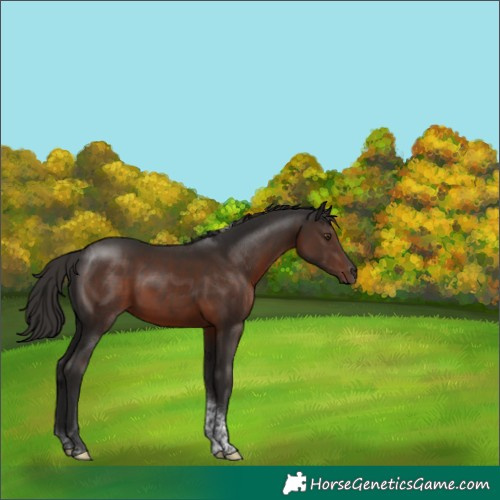 Horse Color:Liver Chestnut Tobiano 