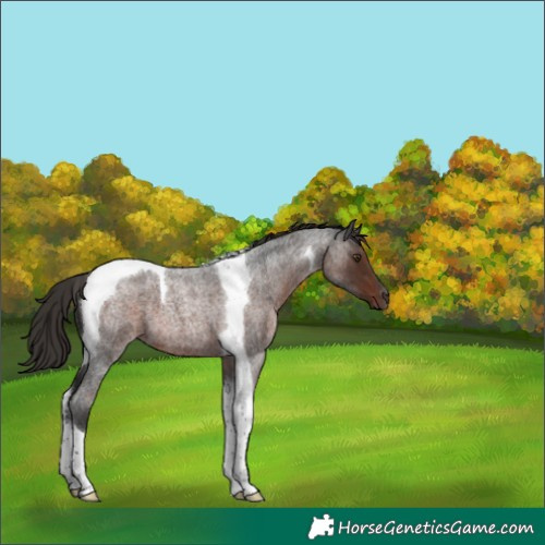 Horse Color:Liver Red Roan Tobiano 