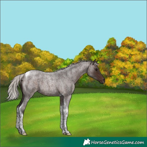 Horse Color:Silver Brown Roan Tobiano 