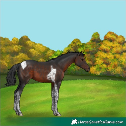 Horse Color:Brown Tobiano 
