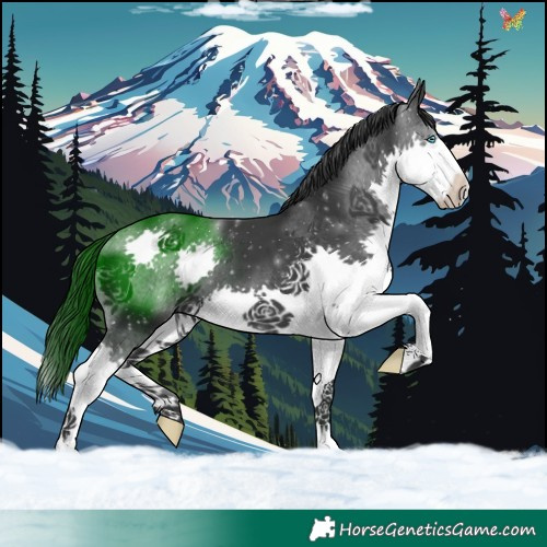 Horse Color:Black Splash 