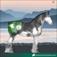 Horse Color:Black Splash