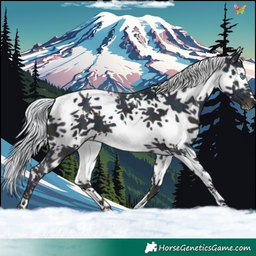 Horse Color:White Spotted Midnight Silver Amber Cream Champagne Dun Splash 