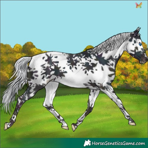 Horse Color:White Spotted Midnight Silver Amber Cream Champagne Dun Splash 