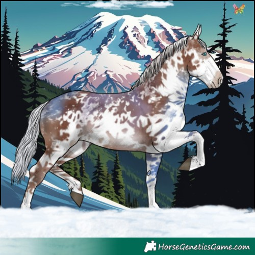 Horse Color:White Spotted Silver Black Splash 
