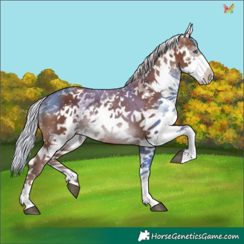 Horse Color:White Spotted Silver Black Splash