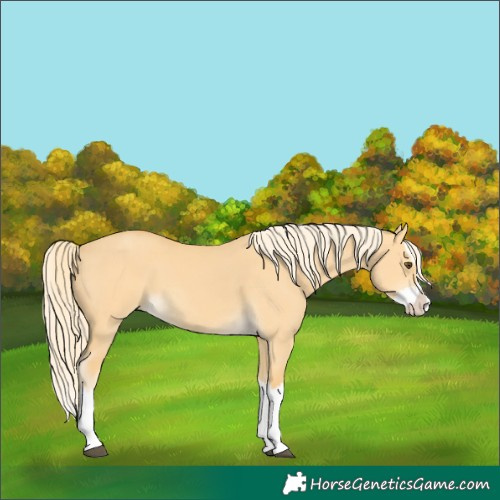 Horse Color:Palomino Dun Splash