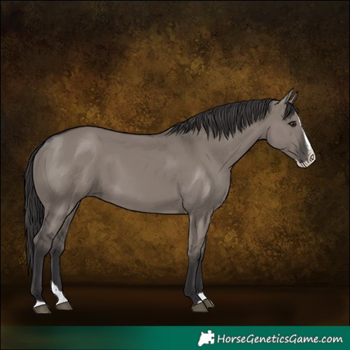 Horse Color:Smoky Grullo Splash