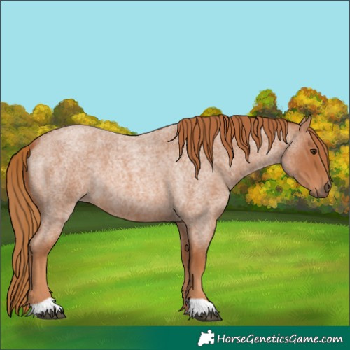 Horse Color:Red Roan