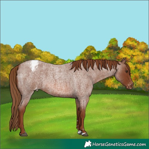 Horse Color:Red Roan Varnish 