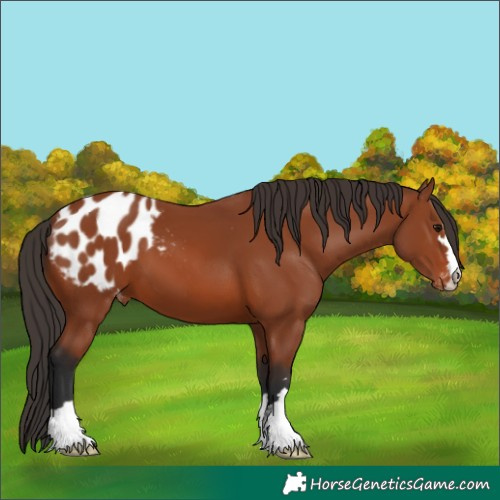 Horse Color:Bay Appaloosa 